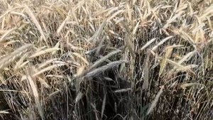Озимая Рожь после озимой пшеницы. No-Till, прямой посев по занятому пару.