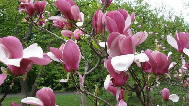 Магнолия Суланжа смотреть онлайн