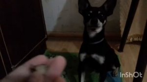 * ОБУЧАЛКА * Как научить собаку команде привет?