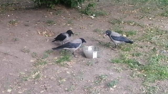 Пузатая ворона мать ничего не дает своим птенцам \ Mother crow Mrs Bulky feeds nothing to her babie смотреть онлайн