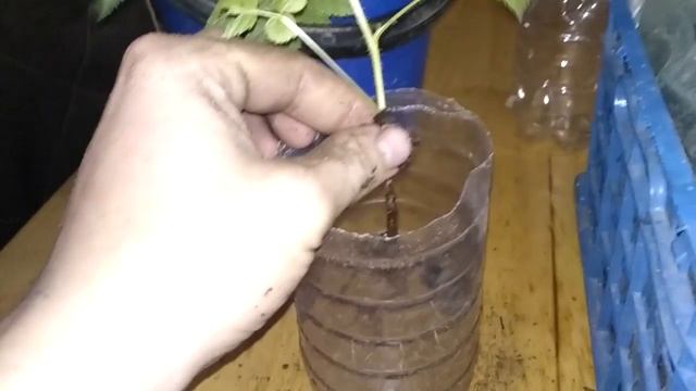 Размножение малины зимой,выращивание маточного корня