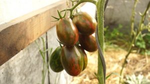 Томат Суперэкзотик. Красивые томаты для закатки!