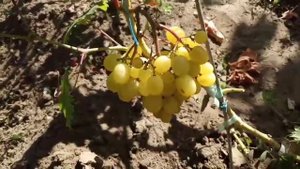 Сорт винограда Солнышко 29 августа 2020 виноградник Щереденкова В. А.