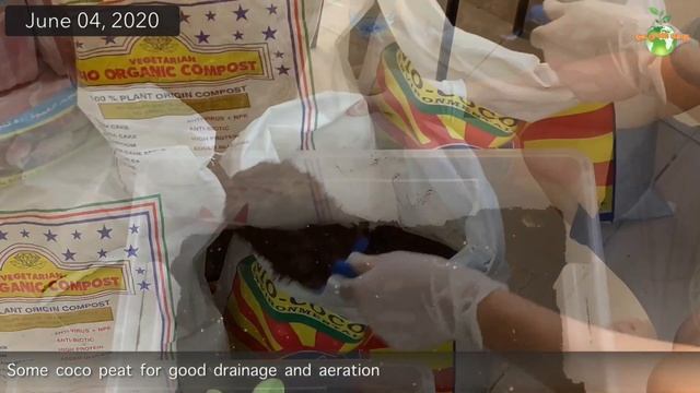 Lucky Plant Umbrella Tree : Repotting of Schefflera + Interesting Plant FACTS смотреть онлайн