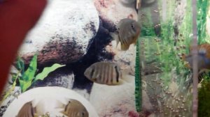 Северум Зеленый