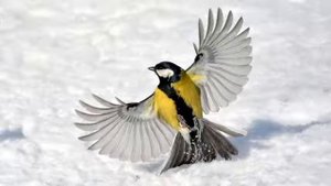 «Синичка» - описание и особенности в природе.