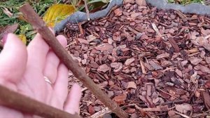 Обрезка метельчатых гортензий Вайт Леди и Фантом.