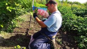 Ежевика на второй год посадки в пригороде Воронежа. Натчез, Вошито, Бжезина, Честер, Полар.