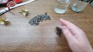 hippeastrum seeds sorting and floating