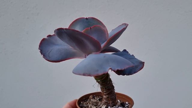 Echeveria Opal Moon смотреть онлайн