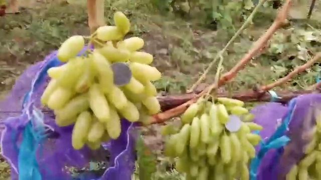 Очень урожайная форма винограда Хусайне, Казанова, Торнадо, Фламинго 2 сентября смотреть онлайн