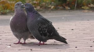 Любовь голубей Видео 4К | Love of pigeons 4K Video UltraHD