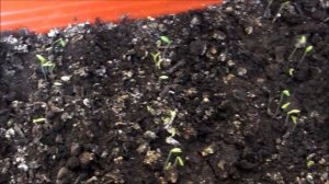 Как вырастить петрушку зимой. Посадила петрушку у батареи.