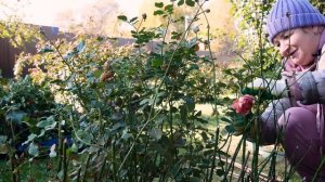 Осенняя обрезка роз. Октябрь 2021.