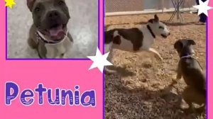 Meet Petunia a Terrier American Pit Bull currently available for adoption! 8/26/2021 4:33:55 PM