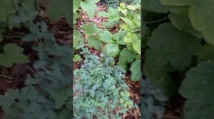 Сплетники и завистники .Основные отличительные особенности.Признаки скрытой зависти.