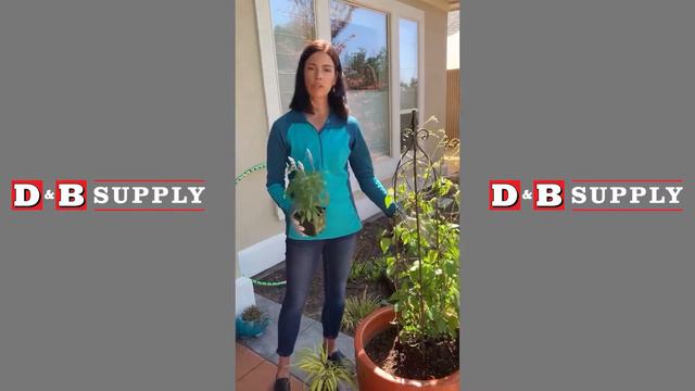 Big Potted Plants смотреть онлайн