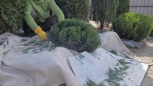 Первая стрижка можжевельника в форме "Природный камень". Результат в конце ролика.