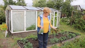 Чем обработать МОРКОВЬ , если ЗА КУДРЯВИЛАСЬ  ботва?