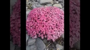 Всем друзьям прииска Красноармейский ⭐️43 ⭐️Любимая Чукотка -5 ⭐️Через время , через расстояния ...