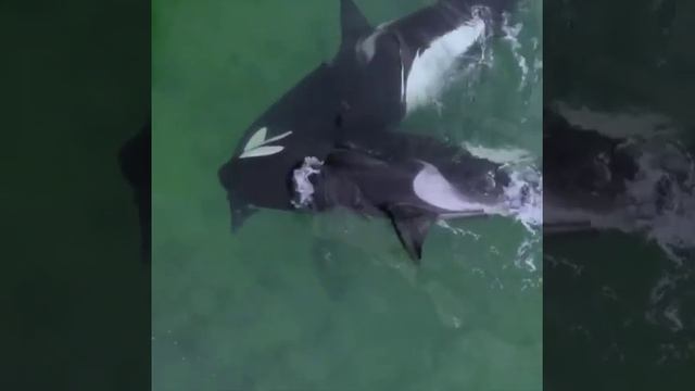 касатки рвут пополам тюленя killer whales tearing a seal in half. смотреть онлайн