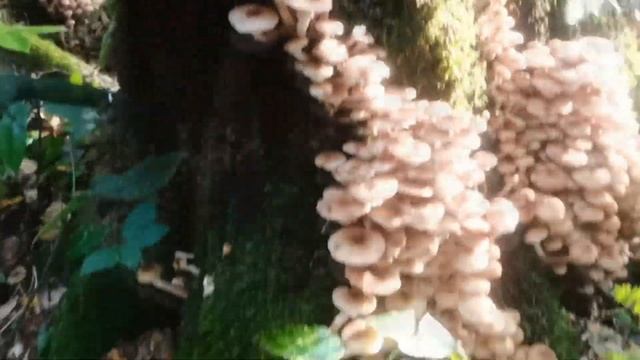 Грибы опята набирают обороты)) Сбор ОПЯТ осень 2022!)) на каждом пне по 2 ведра)) смотреть онлайн