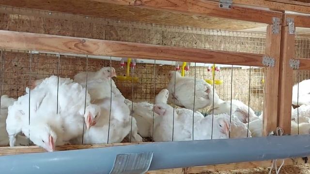 Зачем кормлю бройлеров камнями. Выращиваю крупного бройлера.