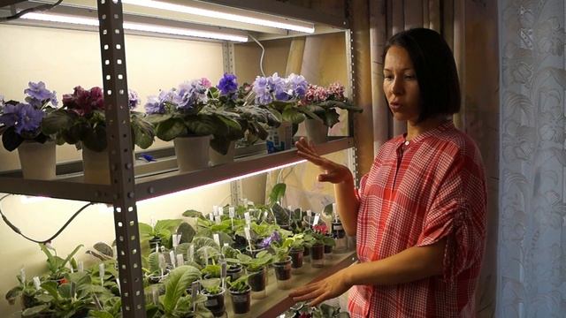 Фиалки из коллекции Оксаны Разумовской