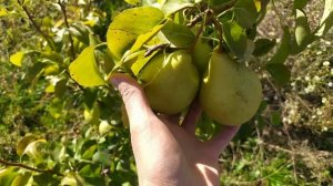 Груша Ракета и Директор Альфан