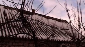 Коротко о главном  Борьба с грибковыми заболеваниями на деревьях