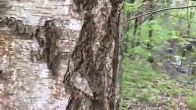 Квадратные березы Шушмора смотреть онлайн