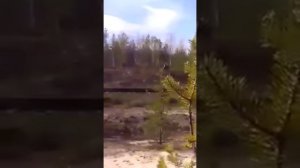 Медведь в Междуреченске