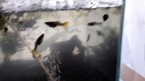 Аквариум 15 литров гуппи гара руффа