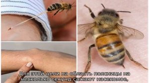 Чем полезен укус пчелы