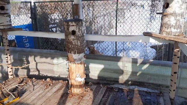 ЖЕНИХ ДЛЯ ДАШИ/ ХАРЧИ ЖИВОТНЫМ/ДЕРЕВЕНСКИЙ ДВИЖ с УТРА ДО НОЧИ/ смотреть онлайн