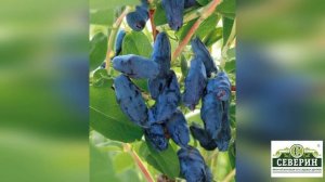 Взрывные сорта жимолости!!!