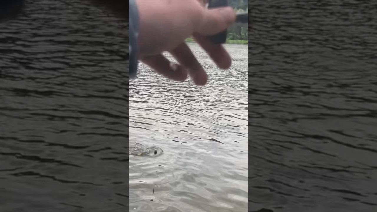 ОСЕННИЙ ЛЕЩ на ФИДЕР смотреть онлайн