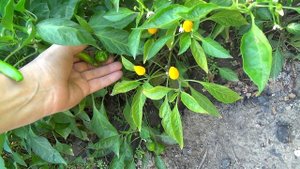 выращивание острых пацанских перцев scotch bonnet,trinidad scorpion,Кайенский.