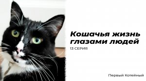 Кошачья жизнь глазами людей — 13 СЕРИЯ