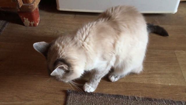 КОШКА МУСЯ В НЕДОУМЕНИИ! ВИДИТ ТАКОЕ В ПЕРВЫЙ РАЗ! смотреть онлайн