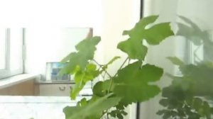 Саженцы винограда.Как ускорить рост