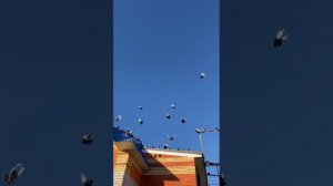 Курские голуби
