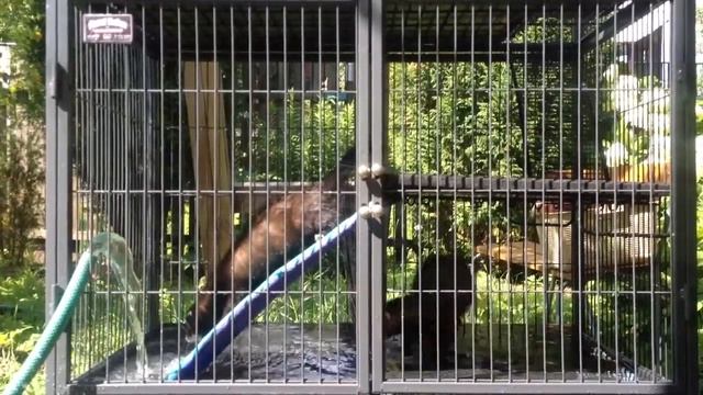 Хорьки на даче смотреть онлайн