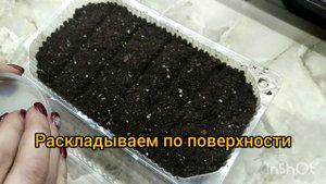 Правильный посев петуньи для новичков