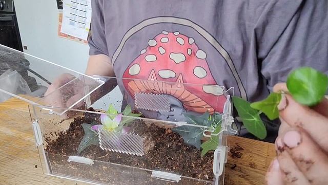 theraphosinae sp Roatan rehouse! смотреть онлайн