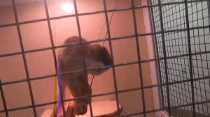 Обезьянка в клетке домашние животное