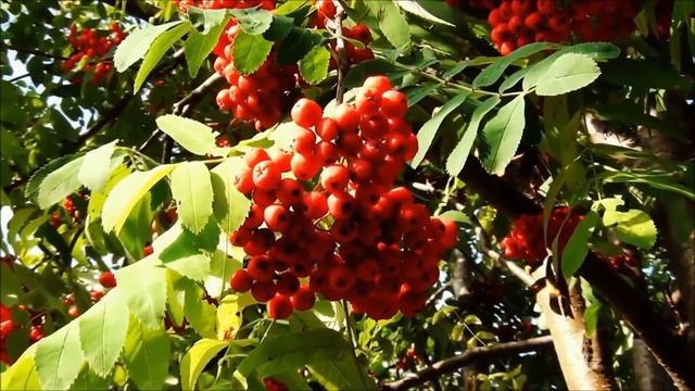 Далеко моя родная РУСЬ смотреть онлайн