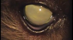 Подвывих хрусталика у китайской хохлатой собаки