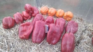 Предлагаю КОЛЛЕКЦИОННЫЕ сортовые и ПРОФ ГИБРИДЫ перца в наборах! // С.Х.У