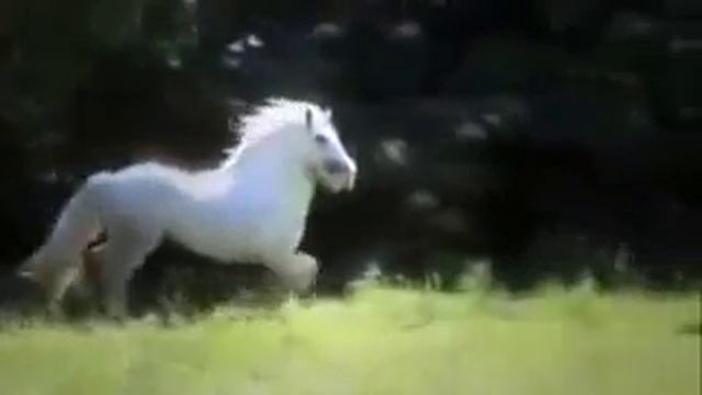 Песня конь смотреть онлайн